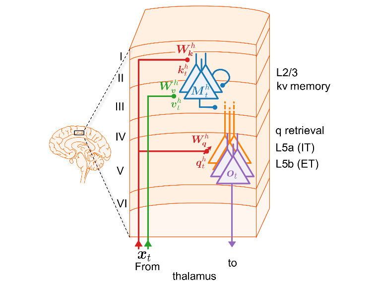 Cortical micro- and macro-columns of layer 2/3 and layer 5 pyramidal ensembles implement the computation of self-attention.