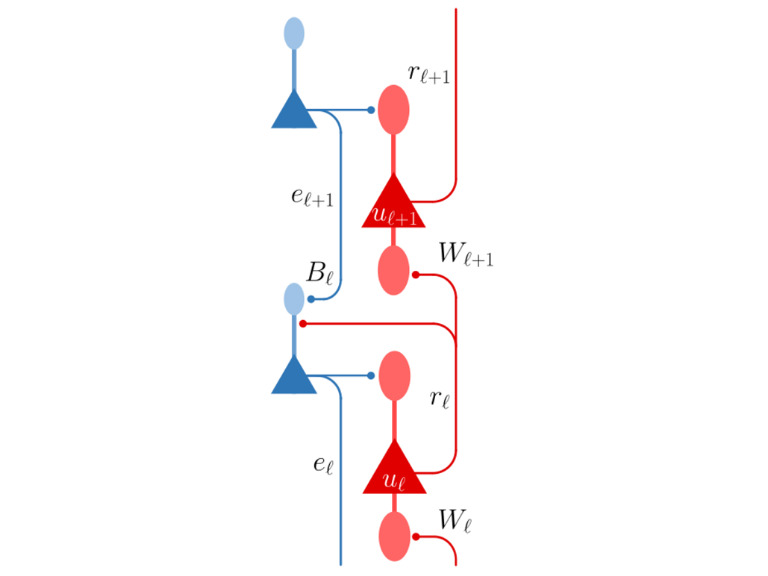 Variational latent equilibrium for learning in neuronal circuits