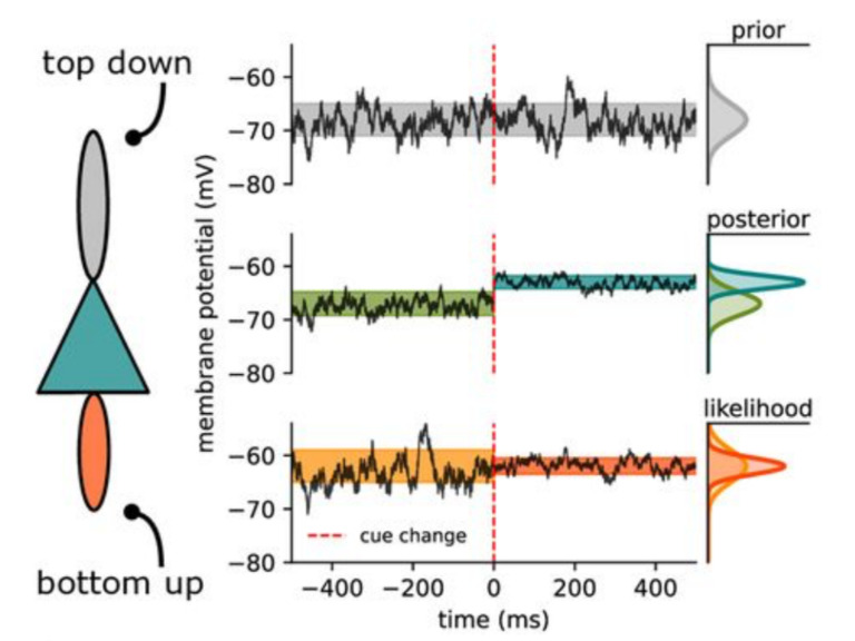 Increased perceptual reliability reduces membrane potential variability