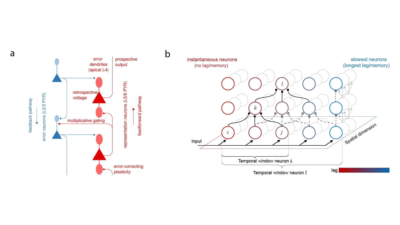 Backpropagation through space, time and the brain