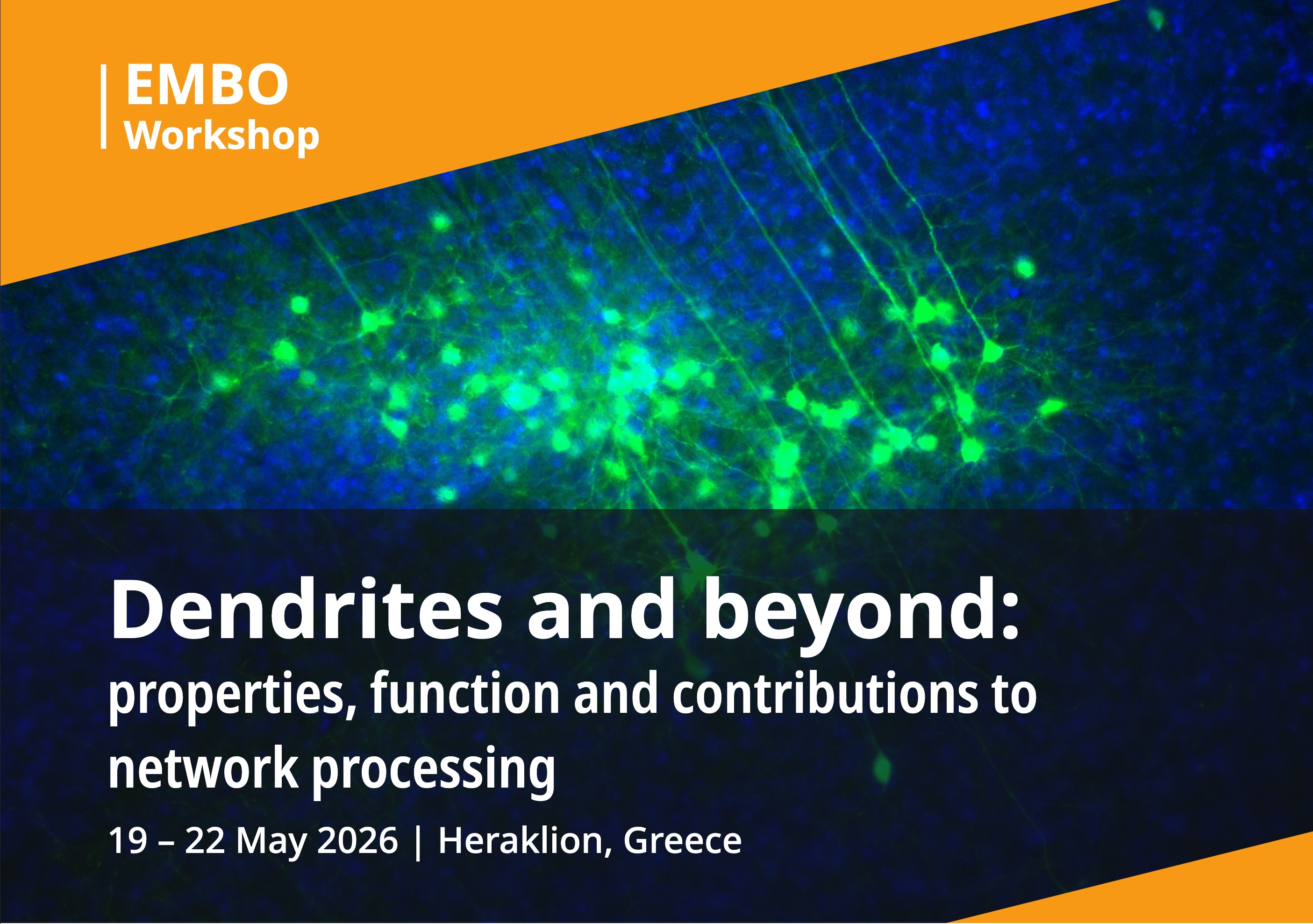 EMBO Workshop on Dendrites