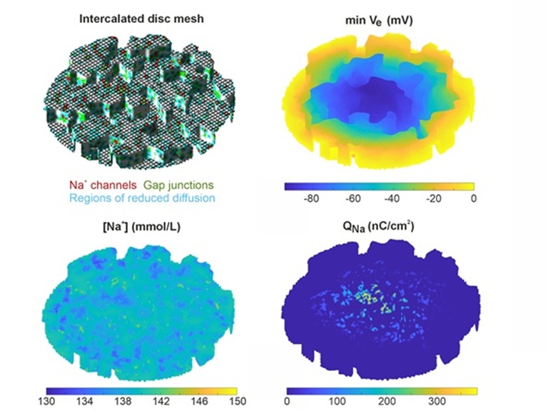 Electrodiffusion in cardiac intercalated disc nanostructures alters cell-cell action potential transmission via ephaptic coupling: a model study