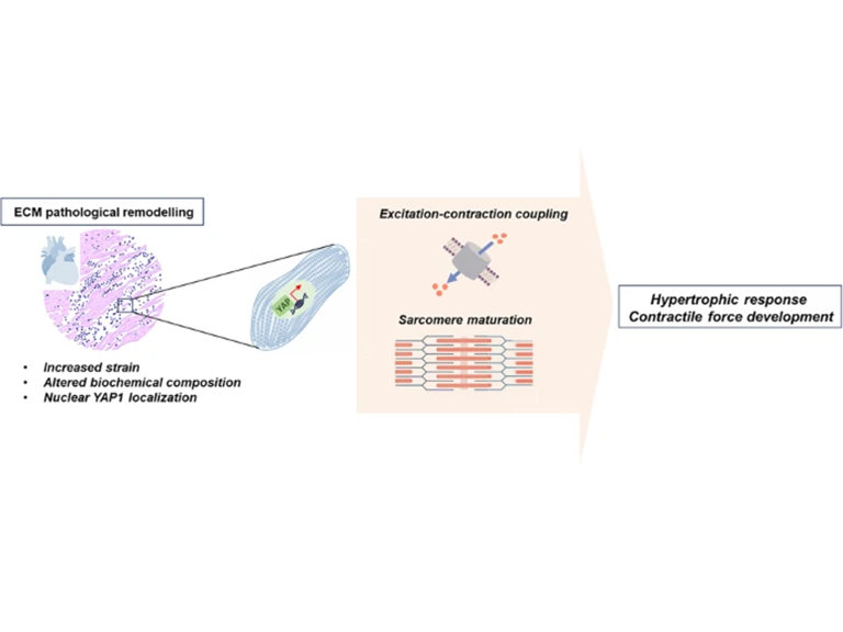YAP1 reactivation in cardiomyocytes