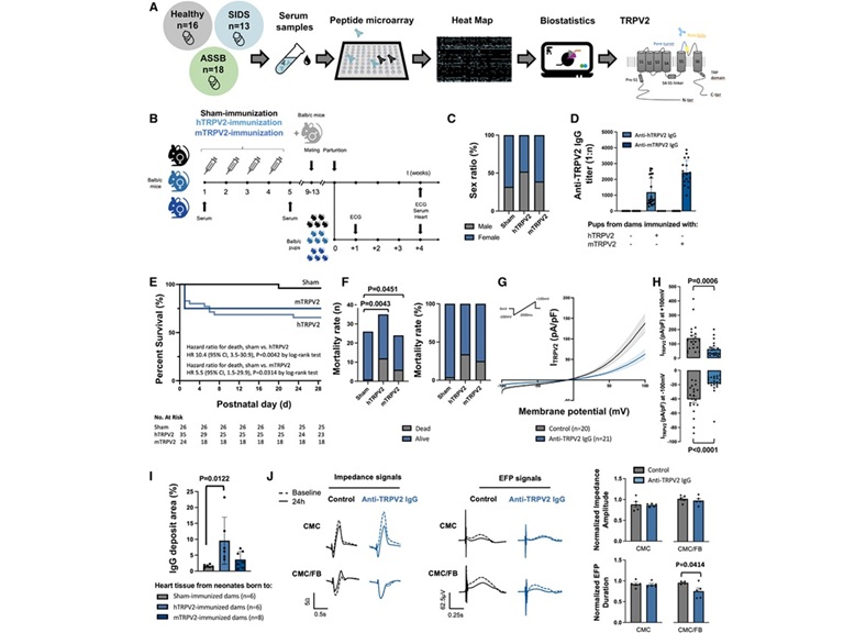 Anti-TRPV2 Autoantibody Linked to Sudden Infant Death Syndrome