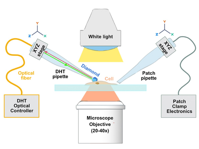Schematic representation of a combined DHT patch-clamp setup
