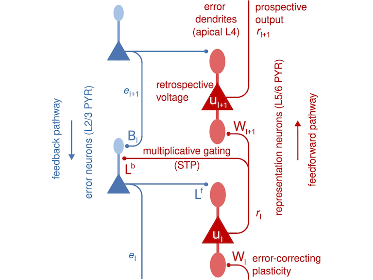 Microcircuit implementation of Generalized Latent Equilibrium.