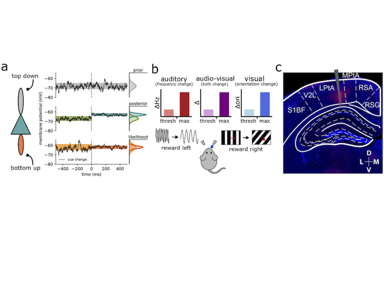 Perceptual reliability-weighted integration of sensory information in mouse posterior parietal cortex (PPC).