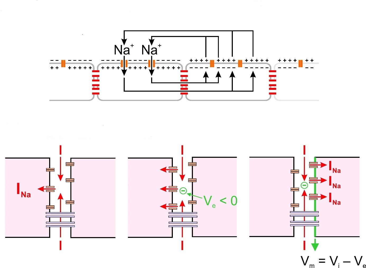 Conduction based on gap junctions