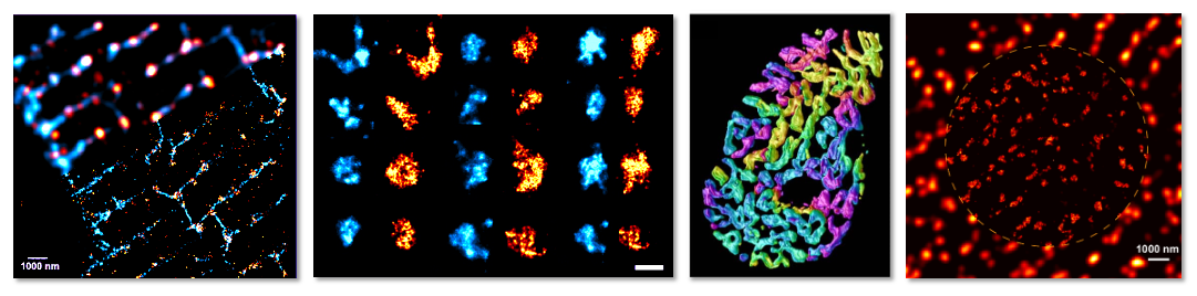 cardiac biophysics