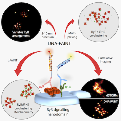 DNA-PAINT of RyR
nanoscale signalling clusters