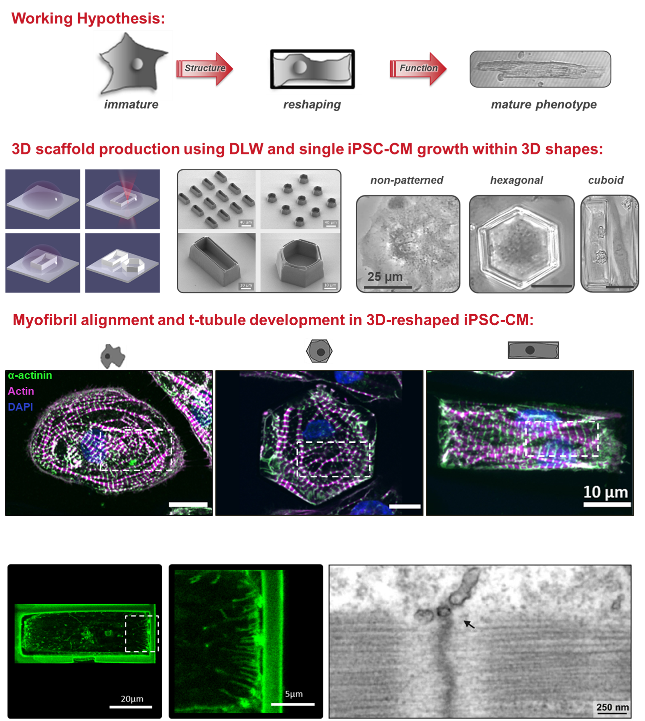different geometries induce structural remodeling in hiPSC-cardiomyocytes