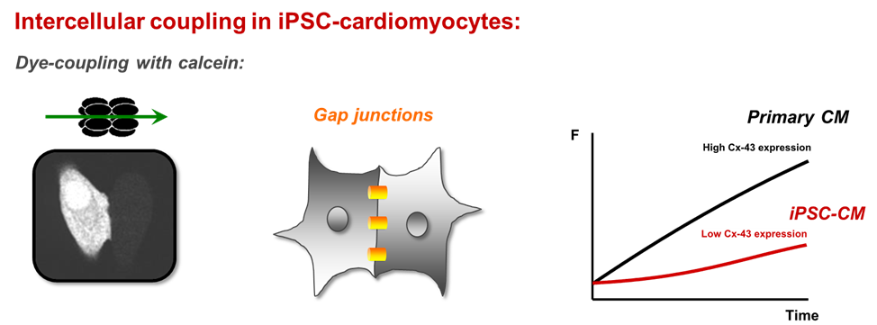 reduced intercellular coupling in hiPSC-cardiomyocytes compared to primary cardiomyocytes